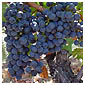 Cabernet Franc