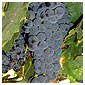 Tempranillo